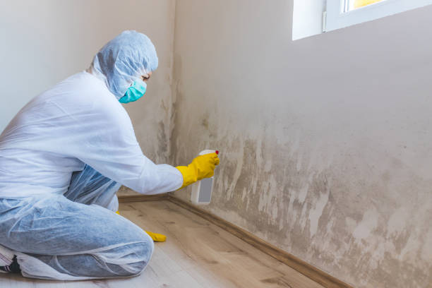 Licensed Mold Remediation service in Newtonville, MA - WQB Mold Removal